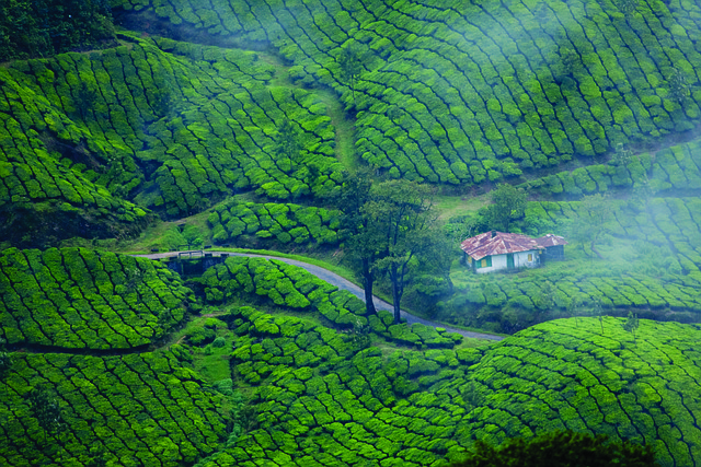 munnar-4769654_640